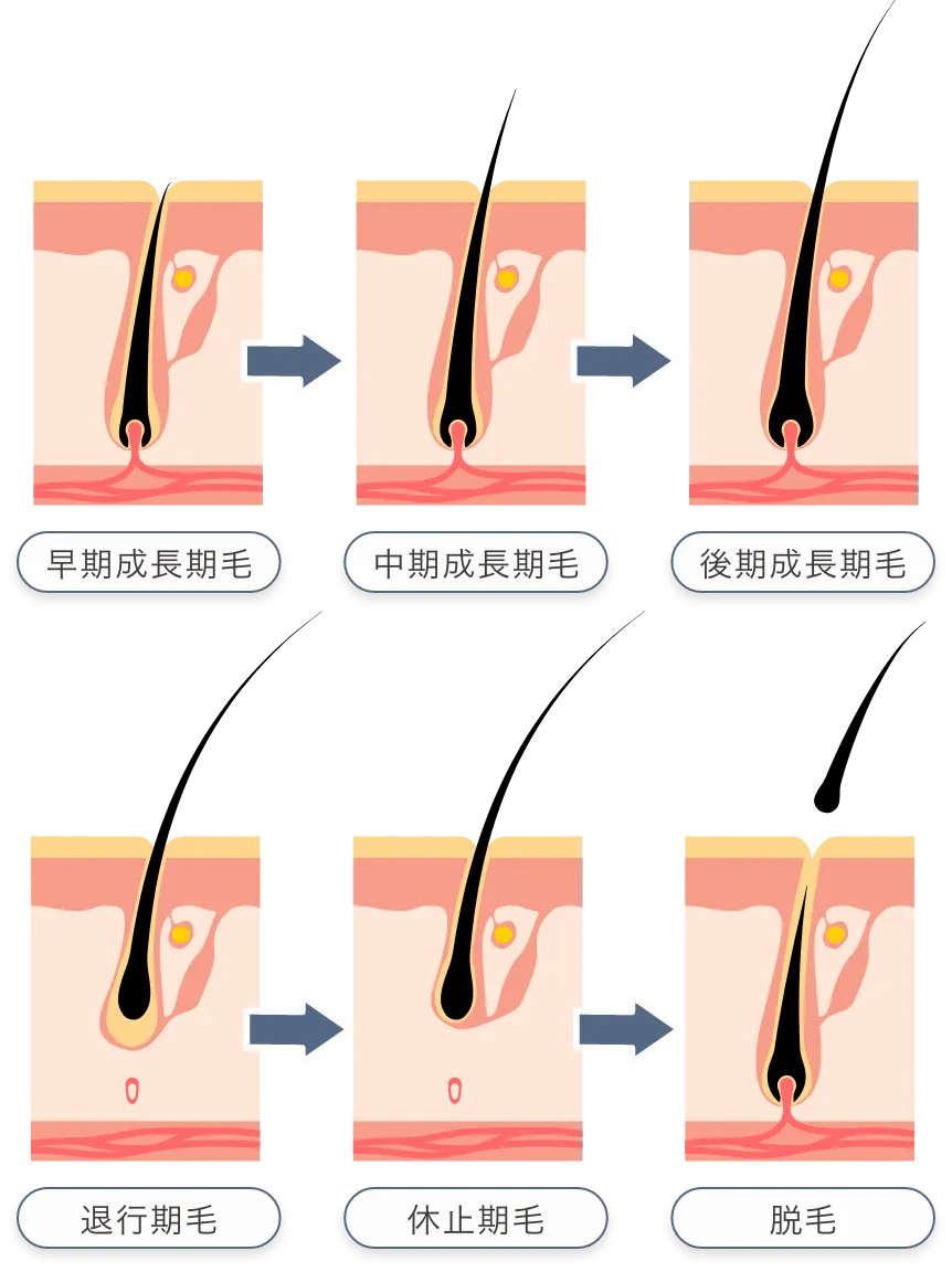 毛周期(ヘアサイクル)の図